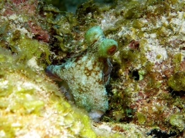 092 Reef Octopus IMG 5919
